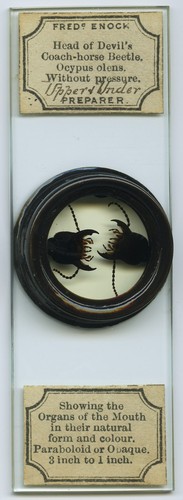 Antique microscope slide - microscope,