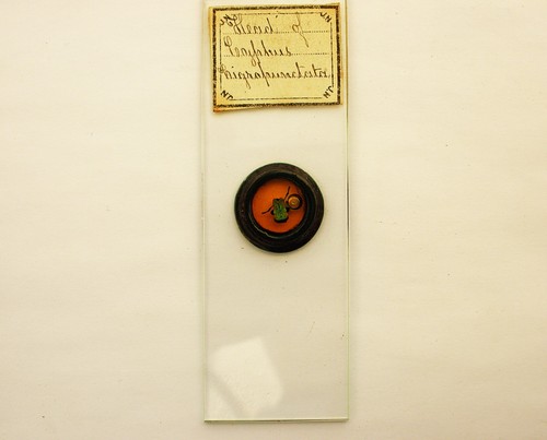 Antique microscope slide - antique,